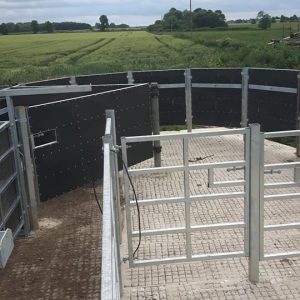 Cattle Handling Systems – TJC Agricultural Engineering